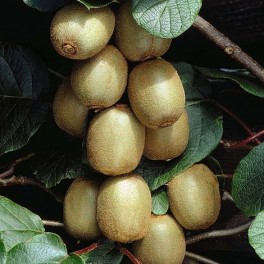 Kiwi mascle (test 15 cm Ø)