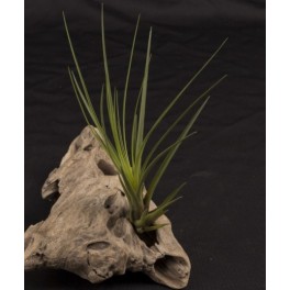 Tillandsia Tricolor