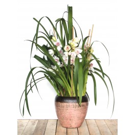 Cymbidium Orchid Special Valentine