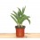 Tulipán (maceta 13 cm Ø)