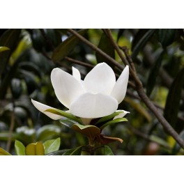Magnolia grandiflora