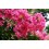 Lagerstroemia indica (vaso 19 cmØ)