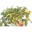 Kumquat (vaso 16 cm ø)