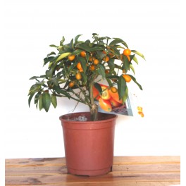 Kumquat (vaso 16 cm ø)