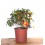 Kumquat (vaso 16 cm ø)