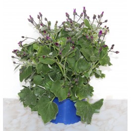 Pericallis hybrida (maceta 18 cm Ø)