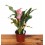 Calla ou bulbo de nenúfar (vaso de 14 cm de diâmetro)