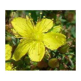 Ginkgo Biloba (maceta 13 cm Ø)