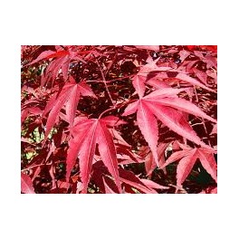 Atropurpurea (maceta 19 cm ø)