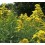 Solidago (pote 14 cm Ø)