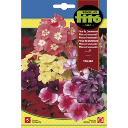 Semente Phlox de Drummond