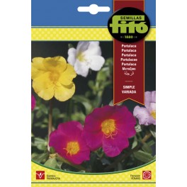 Semente variada de portulaca simples
