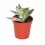 Cactus y crasa (maceta 5,5 cm ø) variado