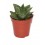 Cactus y crasa (maceta 5,5 cm ø) variado