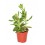 Cactus y crasa (maceta 5,5 cm ø) variado