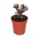 Cactus y crasa (maceta 5,5 cm ø) variado
