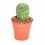 Cactus y crasa (maceta 5,5 cm ø) variado