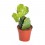 Cactus y crasa (maceta 5,5 cm ø) variado