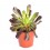 Cactus y crasa (maceta 5,5 cm ø) variado