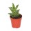 Cactus y crasa (maceta 5,5 cm ø) variado