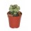 Cactus y crasa (maceta 5,5 cm ø) variado