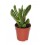Cactus y crasa (maceta 5,5 cm ø) variado