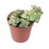 Cactus y crasa (maceta 5,5 cm ø) variado
