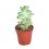 Cactus y crasa (maceta 5,5 cm ø) variado