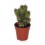 Cactus y crasa (maceta 5,5 cm ø) variado