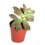 Cactus y crasa (maceta 5,5 cm ø) variado