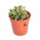 Cactus y crasa (maceta 5,5 cm ø) variado