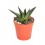 Cactus y crasa (maceta 5,5 cm ø) variado