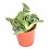 Cactus y crasa (maceta 5,5 cm ø) variado