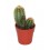 Cactus y crasa (maceta 5,5 cm ø) variado