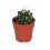 Cactus y crasa (maceta 5,5 cm ø) variado