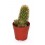 Cactus y crasa (maceta 5,5 cm ø) variado