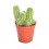 Cactus y crasa (maceta 5,5 cm ø) variado