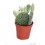 Cactus y crasa (maceta 5,5 cm ø) variado
