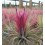 Tillandsia scaposa
