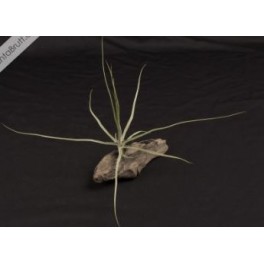 Tillandsia oaxacana