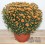Crisantemo bola grande (maceta 13 cm Ø)