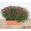 Jardinera de crisantemo de bola (25 cm de largo)