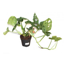 Monstera Monckey  Leaf (test 16 cm Ø)