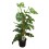 Monstera Monckey  Leaf (test 16 cm Ø)