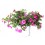 Calibrachoa (maceta 13cm Ø)