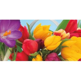 Bulbo de tulipán Rocalba (unidad)