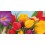 Bulbo de tulipán Rocalba (unidad)