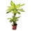 Costa Amarela de Dracena (2 logs)