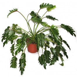 Philodendron Xanadu (vaso de 22 cm Ø)