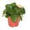 Safata de peperomia i pilea variada (test 10,5 cm Ø) (6 unitats)